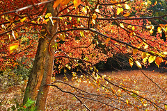 Autumn Color