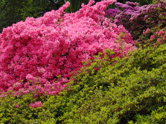 Rhododendron at RHS Garden Wisley 3