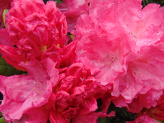 Rhododendron at RHS Garden Wisley 5