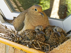 Mourning Dove and family, 2018