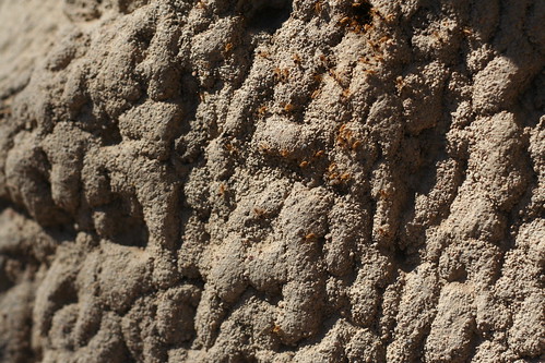 Termites - Litchfield National Park