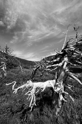 Photograph in black-and-white of tree roots under cirrus sky