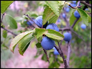 | blue fruits |