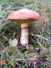 Mushrooms (svampar)