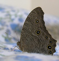 The common evening brown butterfly