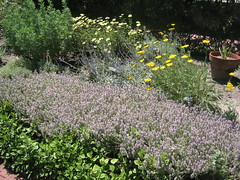Flowering herbs in the TBG Herb Garden