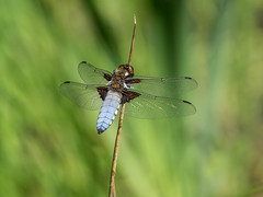 Broad bodied chaser