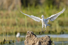 Vuelos de aves (Bird flights). Ardeidos (herons, egrets)