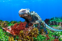 Galapagos, April 2018