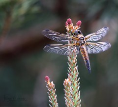 Libellen/Dragonflies