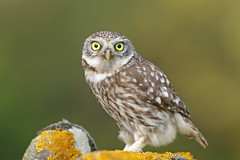 Little owl - Athena noctua - Civetta
