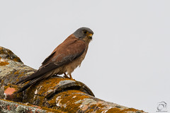 Peneireiro-das-torres | Lesser Kestrel (Falco naumanni)