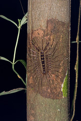Scutigeridae