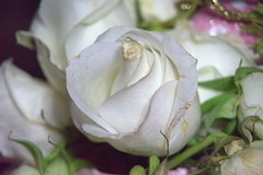 2018.04.19; White Roses