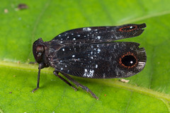 Lophopidae
