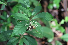 Psychotria trivialis Rusby (Chacroninha)