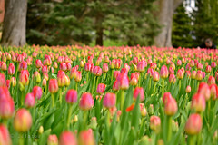 tulipes ..