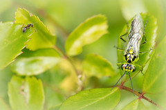 TENTHREDINIDAE (Hymenoptera)