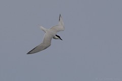 Sterne hansel - Gull-billed Tern (Gelochelidon nilotica)