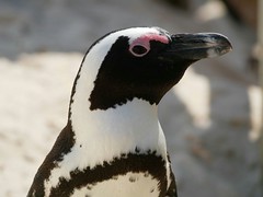 World 2018 -- Penguin Colony, Cape of Good Hope
