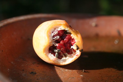 Passion fruit opened to reveal seeds