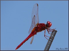 Dragonflies, Damselflies