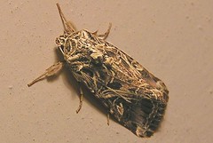 The Kashmiri rug moth
