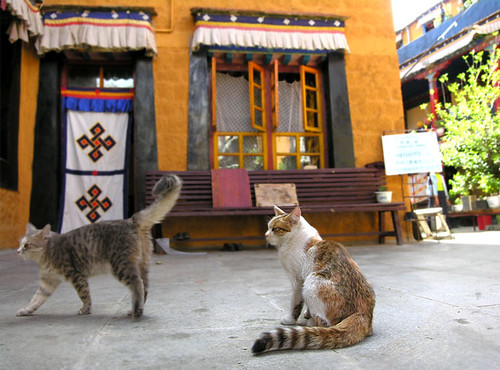 Tibet - Cats