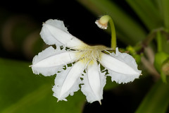 Goodeniaceae