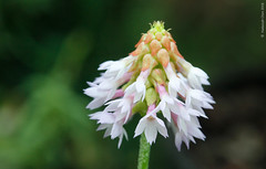 Primula vialii (Primulaceae)