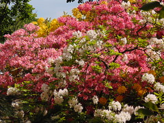 Rhododendron at RHS Garden Wisley 7
