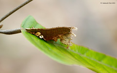 Nymphalidae Caterpillars
