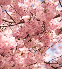 Cherry Blossoms Branch Brook Park
