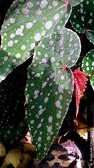 Begonia malachostitca (Begoniaceae)