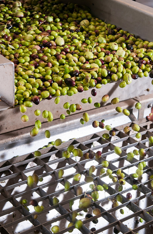 processing-olives-(hr)