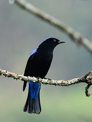 Irenidae - Fairy-bluebirds