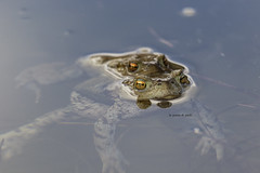 Anfibi - Amphibia - Amphibian - Dvoživke