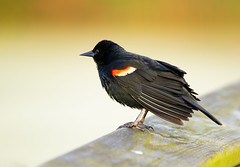 Red WingBlack Birds
