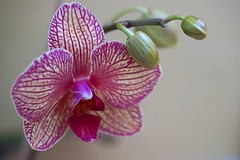 Orchidofolie