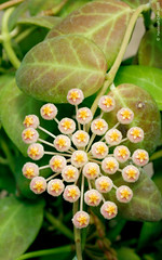 Hoya obscura (Apocynaceae)