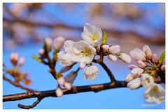 Cherry Blossoms Hamilton 2018