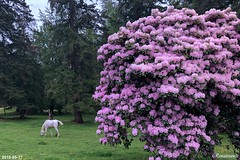 Rhododendron Season