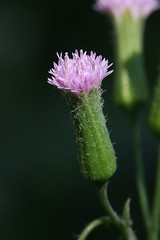ASTERACEAE - Emilia sonchifolia
