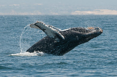 Whale Watching in Monterey Bay