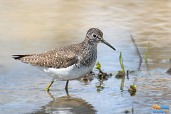 Waders - Limicoles
