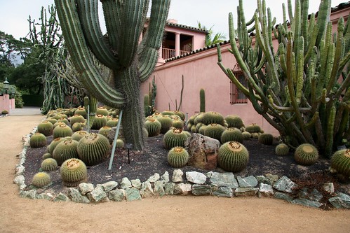 Cacti and euphorbia  garden, Lotusland by brewbooks
