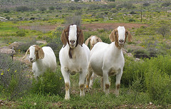 2006-0823: Around Springbok