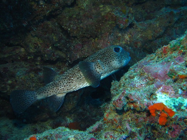 Spot-fin Porcupinefish:ネズミフグ:密斑刺魨