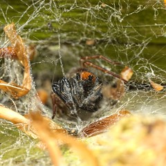 Capture of a Salticidae by an Amaurobius