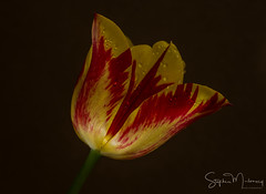 Tulips 2022